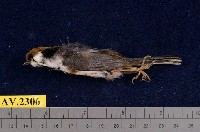 藏品(紅頭山雀)的圖片